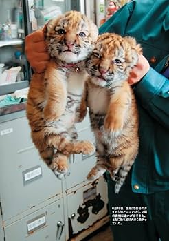 新版］タイガとココア 障がいをもつアムールトラの命の記録 | 釧路市